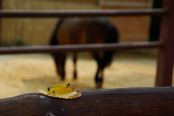 Trying to eat fallen leaves