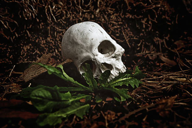 istock Human skull dug up and lying on ground 1162316239