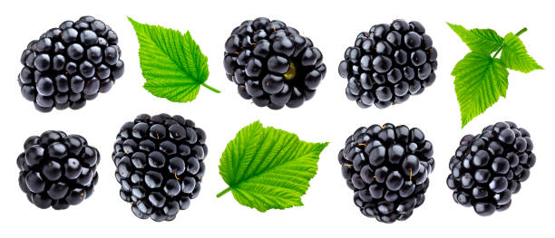 istock Ripe blackberry isolated on white background closeup 1162319723