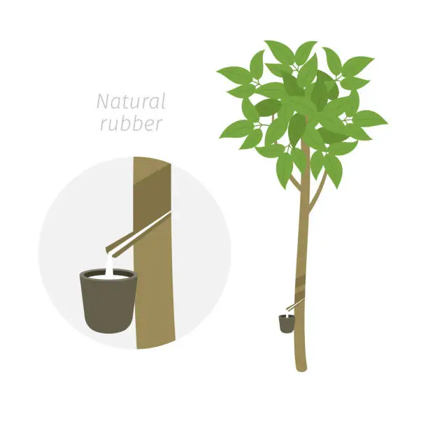 Vector illustration of Natural rubber tree plant growth. Caoutchouc seringueira. Hevea brasiliensis. The milky latex extracted.