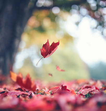 Autumn background with colorful red leaves falling from the tree in a park.