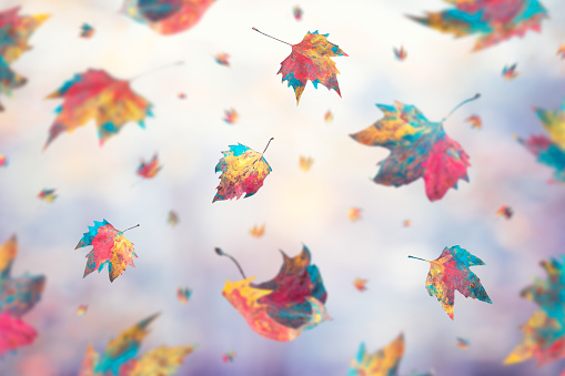 Multi colored falling autumn leaves.