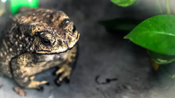 Toad Face portrait of large amphibian in the nature habitat. Animal in the tropic forest. Wildlife scene from nature.