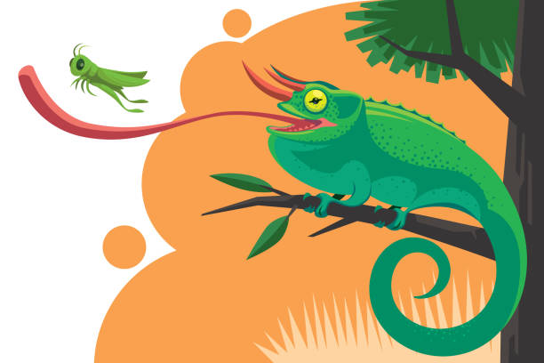 ilustrações, clipart, desenhos animados e ícones de chameleon que trava o gafanhoto - animal tongue illustrations