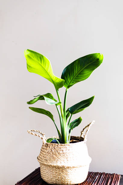 istock Indoor plant with ratten basket 1162321931