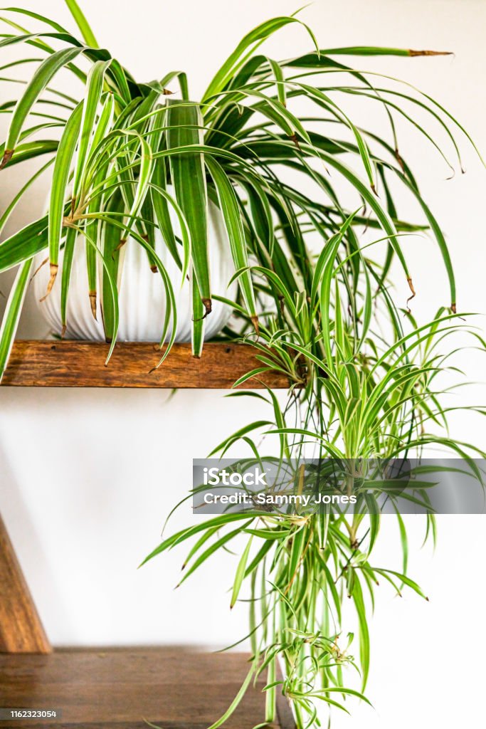Indoot Spider Plant Spider plant on a wooden shelf Spider Plant Stock Photo
