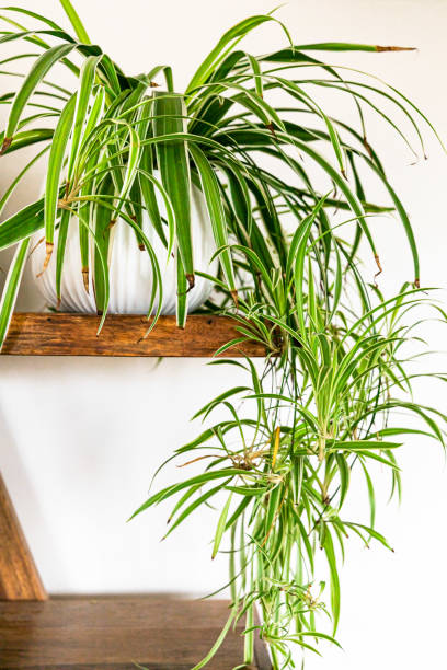 Indoot Spider Plant Spider plant on a wooden shelf spider plant photos stock pictures, royalty-free photos & images