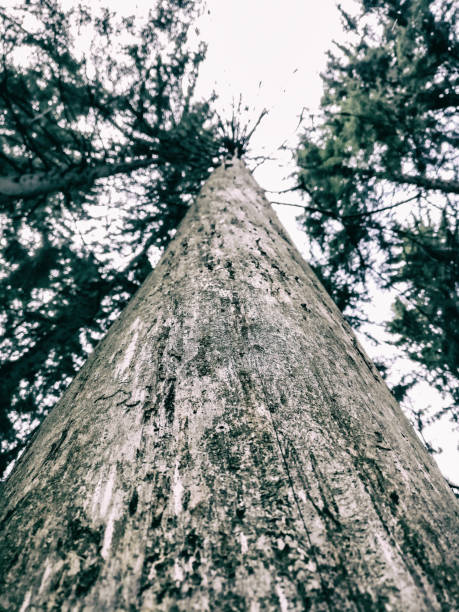 istock A dying tree without any bark (fir tree in Finland) with a vintage style 1162323497