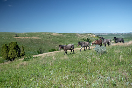 Wildlife animals horses in a line. Outdoors North Dakota USA.