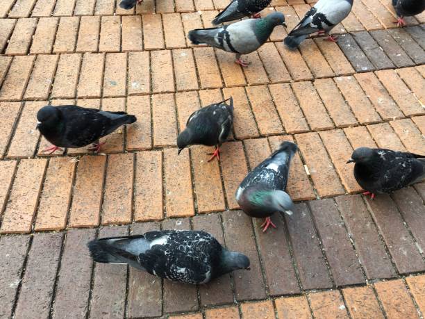 istock Feeding pigeons in public park. 1162325411