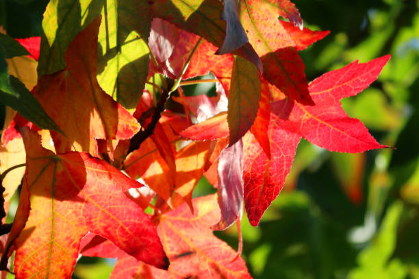 原色の黄色、オレンジ、赤い紅葉のイメージ 落葉性の液体アンバースタイラシフルアアメリカンスウィートガムストラックスの木に成長し、東洋の日本庭園の背景にカエデ形のローブ緑の葉 - maple leaf green outdoors ストックフォトと画像