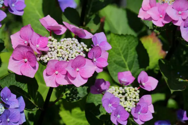 Stock photo of large pink and blue lacecap / lace cap hydrangea macrophylla bush covered with flowers, petals and flowerbuds opening, isolated against green leaves gardening background, flowering hydrangeas growing in sunny summer garden acid / alkaline soil