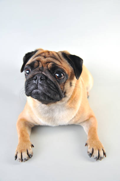 istock Cute young pug isolated on white 1162326485