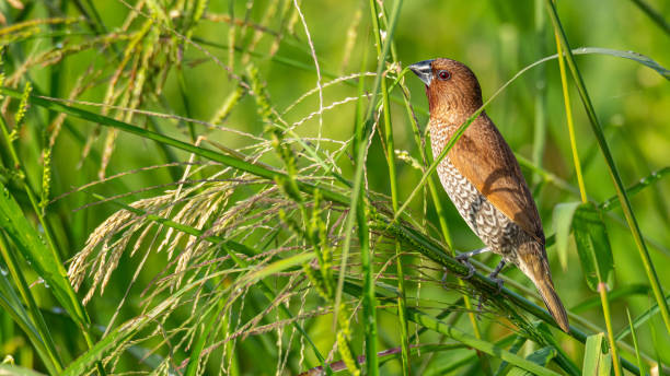 istock Scaly-Breasted Munia perching on grass stalk and feeding on its seeds 1162326696