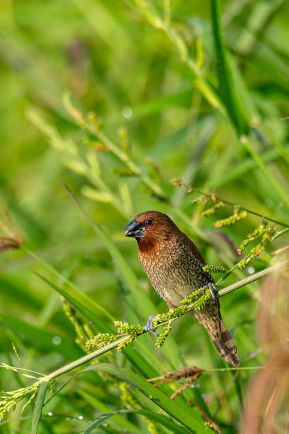 istock Scaly-Breasted Munia perching on grass stalk and feeding on its seeds 1162326699