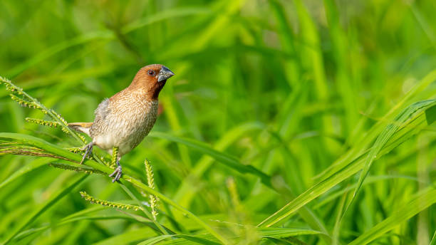 istock Scaly-Breasted Munia perching on grass stalk looking into a distance 1162326703