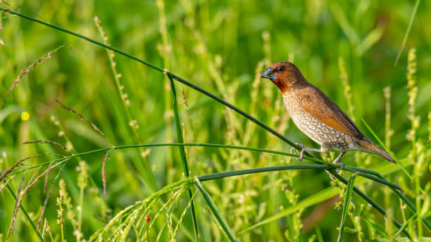 istock Scaly-Breasted Munia perching on grass stalk looking into a distance 1162326706