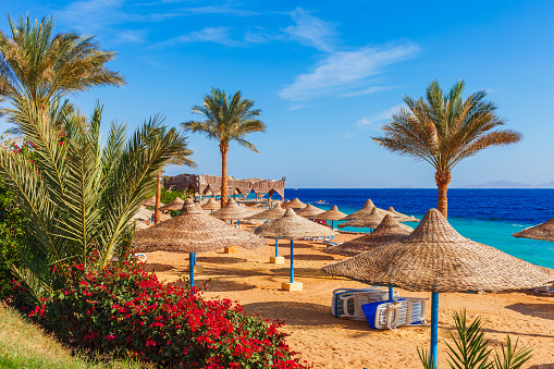 Playa soleada con palmera en la costa del Mar Rojo en Sharm el Sheikh, Sinaí, Egipto, Asia en verano caliente. Luz brillante y soleada photo