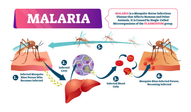 Malaria vector illustration. Mosquito bite blood infected disease Malaria vector illustration. Labeled mosquito bite infected disease scheme. Blood cells illness caused by dangerous insects. Educational infographic cycle with liver poisonous wildlife infections. Malaria stock illustrations