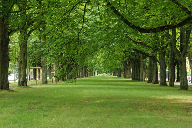 istock Summer on the Avenue 1162328877