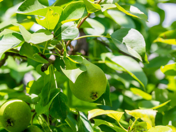 istock Unripe fresh pear on the branch. 1162328935