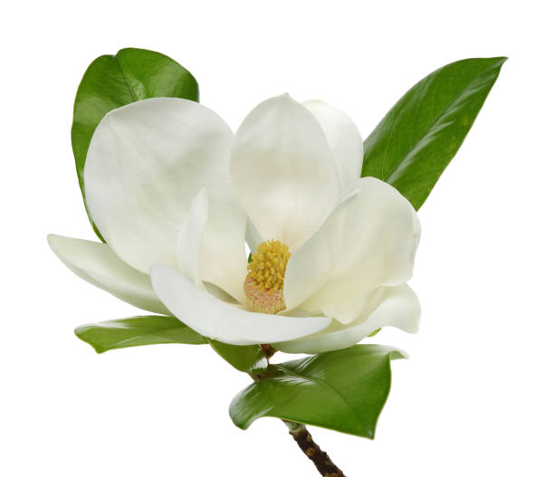 istock Magnolia flower with leaves on white 1162329539