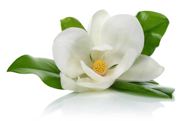 istock Magnolia flower with leaves on white 1162329587
