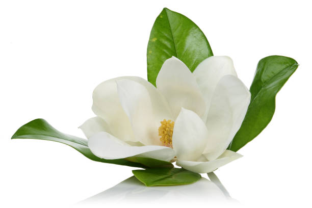 istock Magnolia flower with leaves on white 1162330050