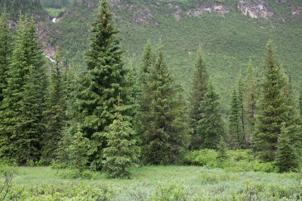 Misty lush green pine trees. Horizontal landscape no people
