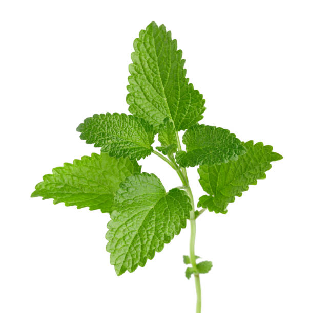 Fresh lemon balm leaves or melissa isolated on white background