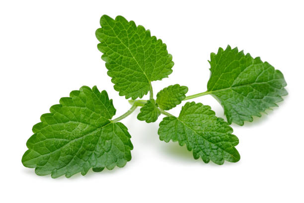 istock Fresh lemon balm leaves or melissa isolated 1162331230