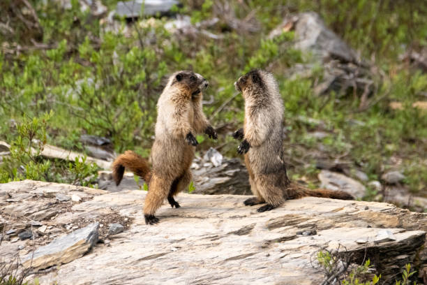 Two marmots animals in the wild wrestling