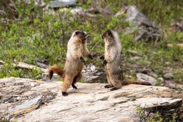 Photo of Two marmots animals in the wild wrestling
