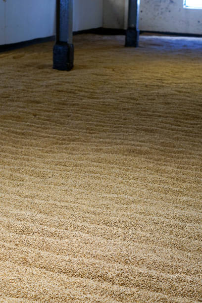 istock Germinating barley for the alcohol production 1162331454