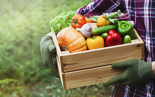 El agricultor sostiene en las manos caja de madera con verduras producidas en el jardín. Comida fresca y orgánica. photo