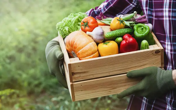 Photo of Farmer holds in hands wooden box with vegetables produce in garden. Fresh and organic food.