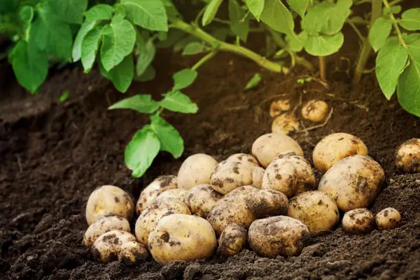 Photo of Heap of fresh raw potato on the ground. Organic farming products