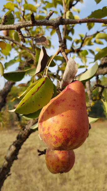 Где купить саженцы груши Памяти Яковлева?