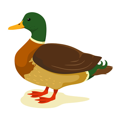 pato de dibujos animados vector gratis | ¡Descargalo ahora! pato de dibujos animados vector gratis | ¡Descargalo ahora!
