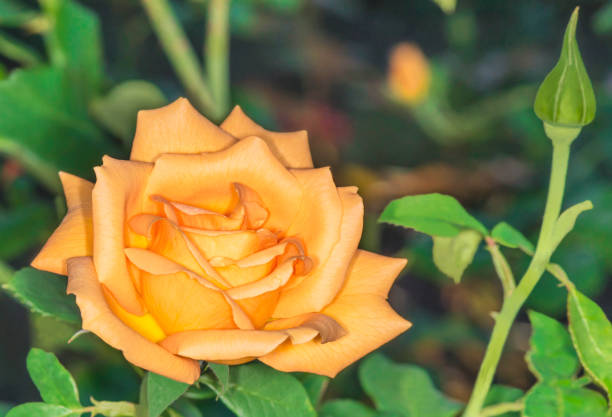 istock Bush tea rose in the garden close-up. 1162334491