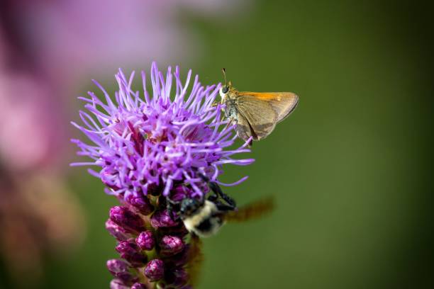 istock Bees collecting pollen from a wildflower 1162336968