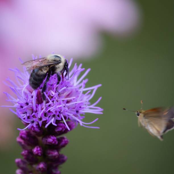 istock Bees collecting pollen from a wildflower 1162336981