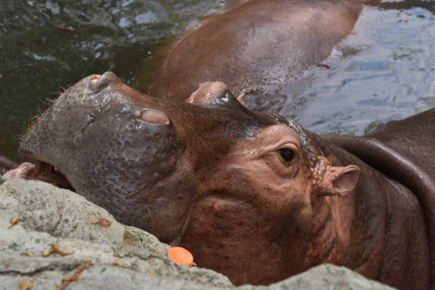 istock lazy hippo in the water outside 1162337131