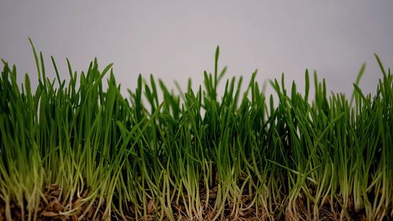 Green grass close up, lawn growing, domestic animals food, biology and botany