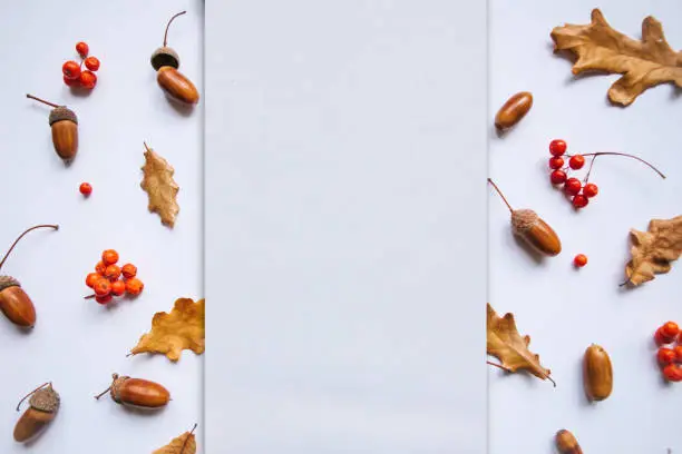 Autumn leaves, rowan and acorns on a white background. In the middle of the empty space for text.