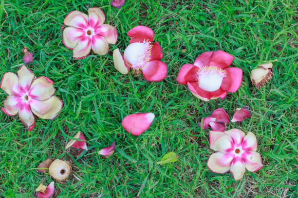 istock Shorea robusta fell on the ground 1162338760