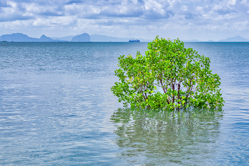 This submerged plant is a young Mangrove Tree.  They thrive against all odds in some of the most hostile environments on earth.  Completely covered by the incoming sea twice each day, they thrive where other plants drown.  A fantastic story of survival in adversity.  Location is Ko Lanta, Krabi province, Thailand.