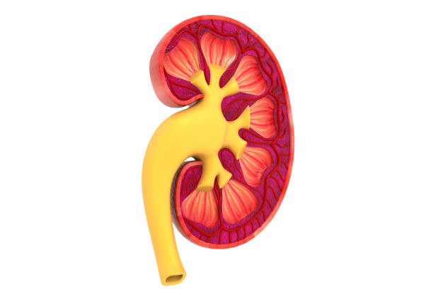 istock Human kidney cross section, 3d illustration 1162339079