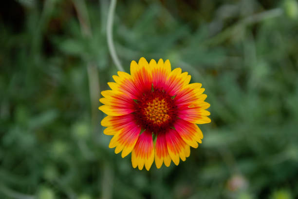 Yellow and Orange Blanket Flower close-up