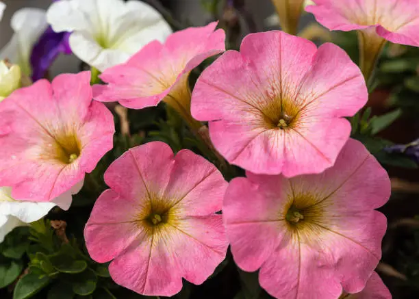 Pink and white petunia flowers. Beautiful blossoms of the summer season